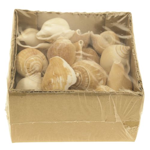 Floristik24 Schneckenhäuser Deko Seeschnecke Braun Weiß 3,5-5cm 250g