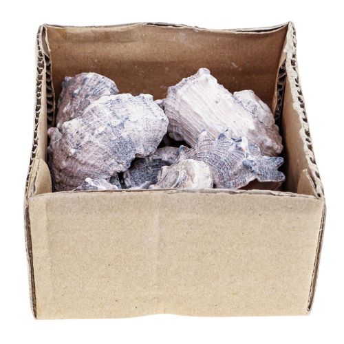 Floristik24 Schneckenhäuser Deko Meeresschnecken Lila Weiß 3-6cm 250g