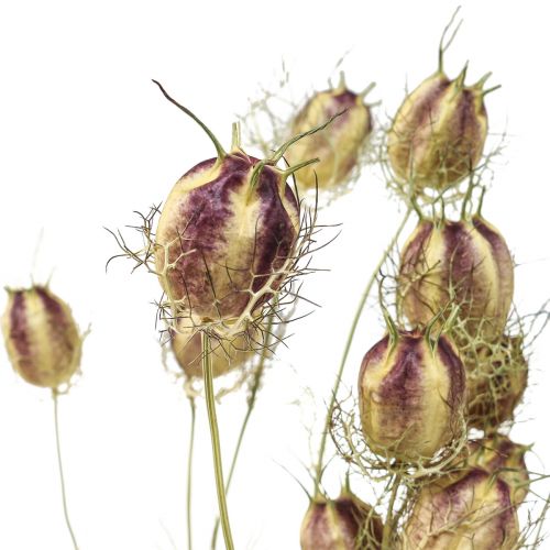 Floristik24 Nigella Trockenblume Jungfer im Grünen Trockenfloristik 24-45cm 20g
