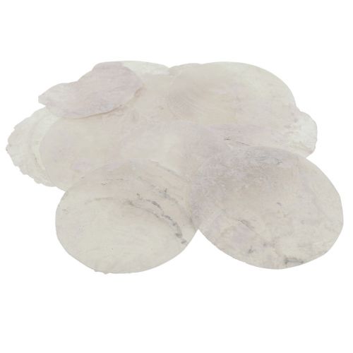 Floristik24 Capiz Muscheln Perlmuttscheiben Maritime Deko Ø7cm 600g