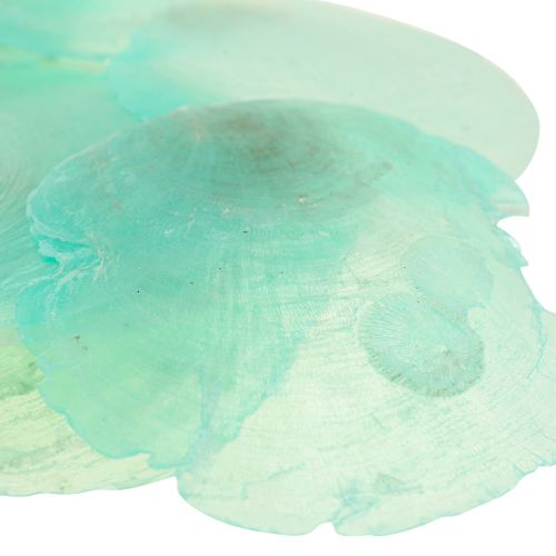 Floristik24 Capiz Muscheln, Capizscheiben, Perlmuttscheiben Türkis 6,5–9,5cm 650g
