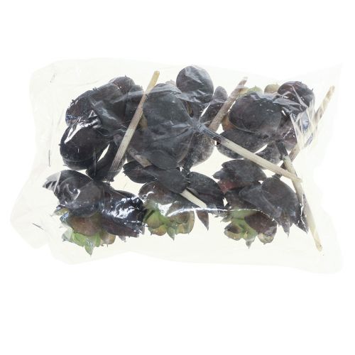 Floristik24 Sukkulente Echeveria Künstliche Grünpflanzen Ø7cm 12cm 6 St