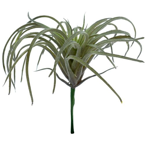 Floristik24 Tillandsia Sukkulente künstliche Grünpflanzen 13cm