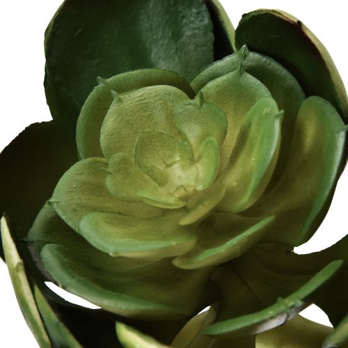 Floristik24 Künstliche Sukkulente Echeveria Kunstpflanze Ø7cm