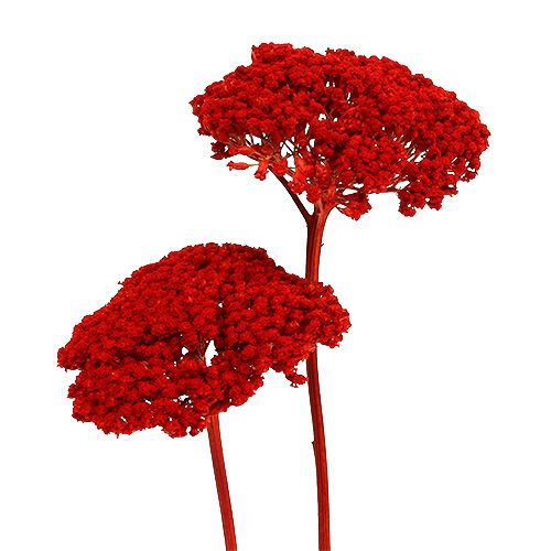 Achillea 1kg Mohnrot