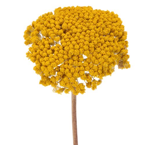 Trockenblumen Achillea Gelb, Schafgarbe, ca. 45–60 cm, 1 kg online kaufen | Floristik24.ch