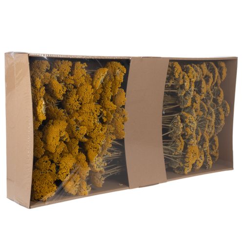 Trockenblumen Achillea Gelb,