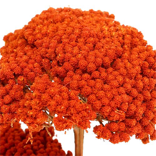 Floristik24 Achillea Orange Trockenblumen Schafgarbe 45-60cm 1kg
