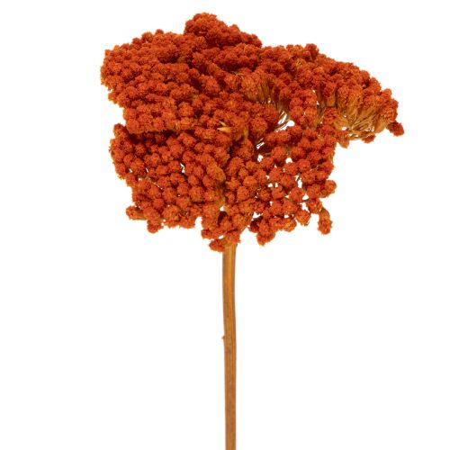 Achillea Orange Trockenblumen Schafgarbe 45-60 cm 1 kg online kaufen | Floristik24.ch