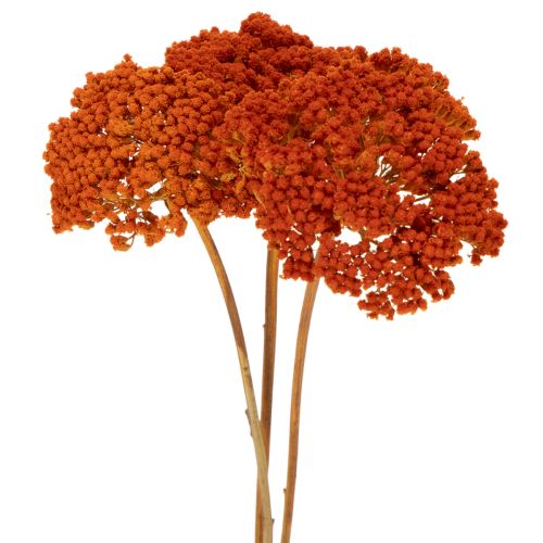 Achillea Orange Trockenblumen