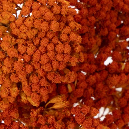 Achillea Orange Trockenblumen