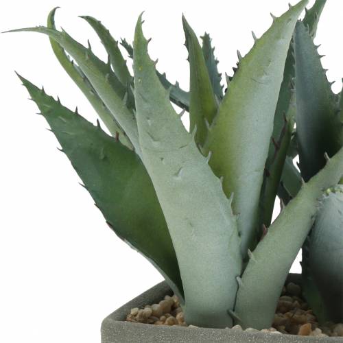 Floristik24 Sukkulente Agave im Topf H17cm