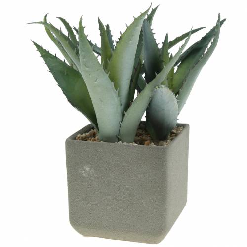 Sukkulente Agave im Topf H17cm