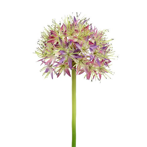Floristik24 Allium Hellviolett L76cm