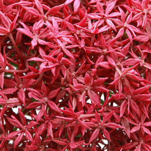 Artikel Allium in Bordeaux Künstlich Zierlauch Ø18cm L90cm