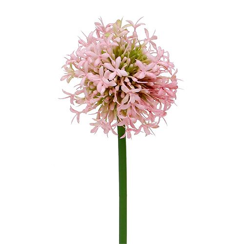 Floristik24 Allium künstlich Rosa 51cm