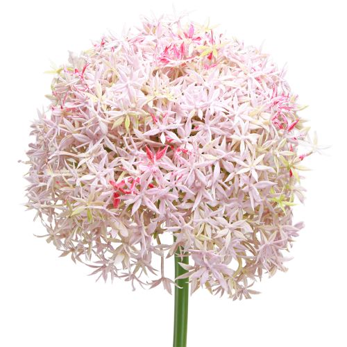 Artikel Allium mit rosa Blüte Zierlauch Künstlich Ø18cm L90cm