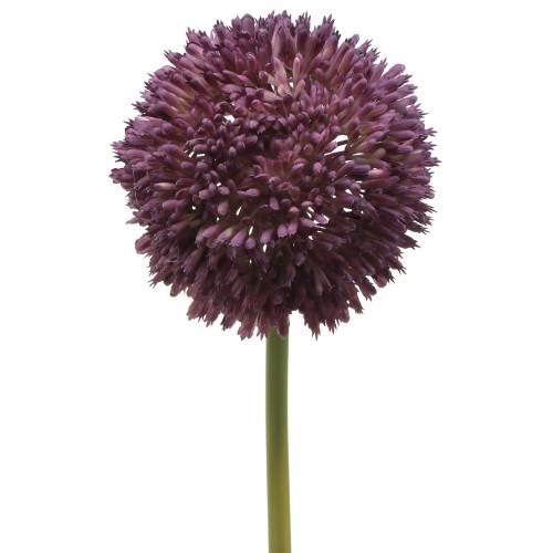 Floristik24 Zierlauch Allium künstlich Lila Ø12cm 65cm