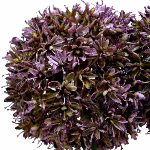 Floristik24 Zierlauch Allium künstlich Lila 70cm 3St