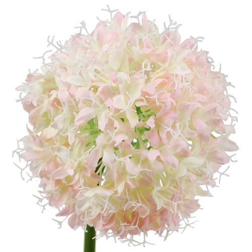 Floristik24 Allium Creme-Rosa Ø15cm L70cm