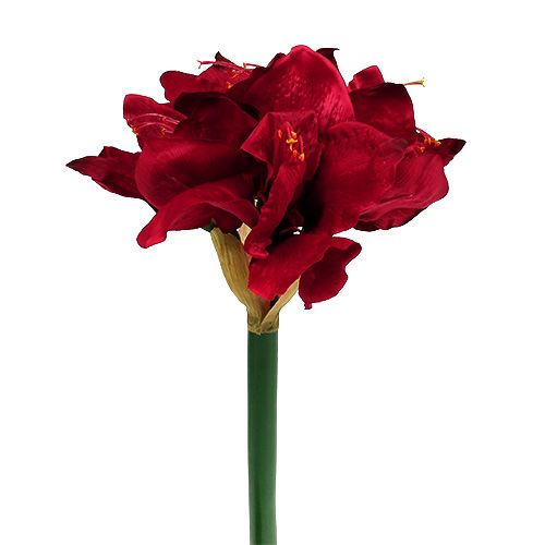 Floristik24 Amaryllis Dunkelrot L 73cm 2St