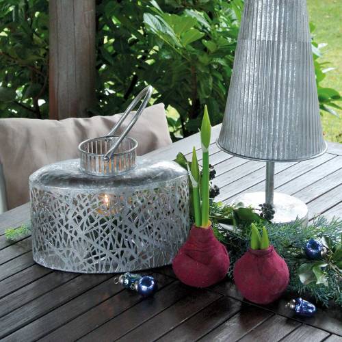 Floristik24 Amaryllis-Knolle Künstlich Burgund H12,5cm 3St