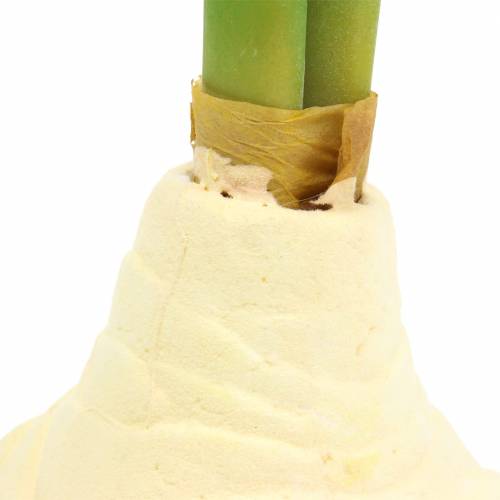 Floristik24 Amaryllis-Knolle mit Knospen Künstlich Weiß H30cm