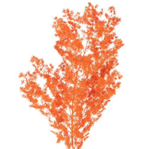 Trockenblumen Asparagus-Zweig gefärbt orange 65cm 80g