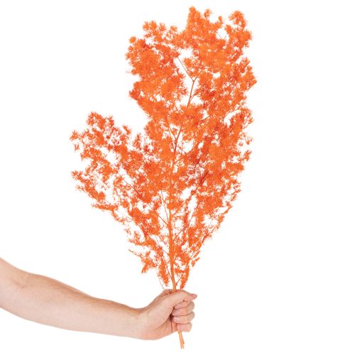 Trockenblumen Asparagus-Zweig gefärbt orange 65cm 80g | Floristik24.ch