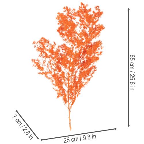Trockenblumen Asparagus-Zweig gefärbt orange 65cm 80g | Floristik24.ch