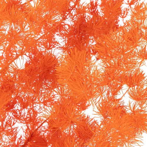 Trockenblumen Asparagus-Zweig gefärbt orange 65cm 80g | Floristik24.ch