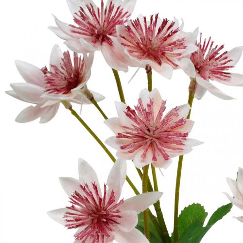 Große Sterndolde, künstliche Astrania, Seidenblume Weiß, Pink L61cm