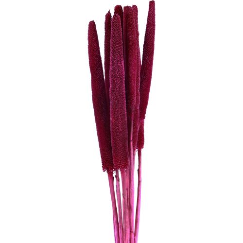 Artikel Trockenblumen Kolbenhirse Babala für kreative Dekorationen