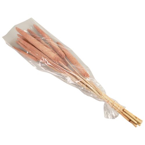 Floristik24 Perlhirse, Schilfkolben Babala, Kolbenhirse Rotbraun 70cm 10 St