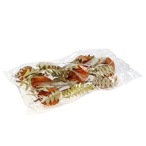 Floristik24 Banksia Baxterii Orange 8 St