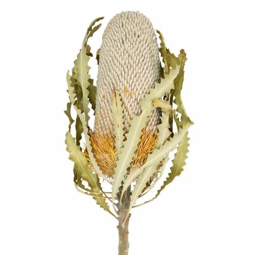 Floristik24 Banksia Hookerana natur 7St