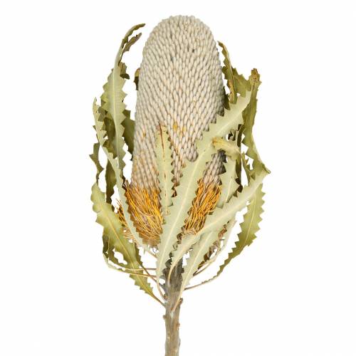Floristik24 Banksia Hookerana natur 7 St