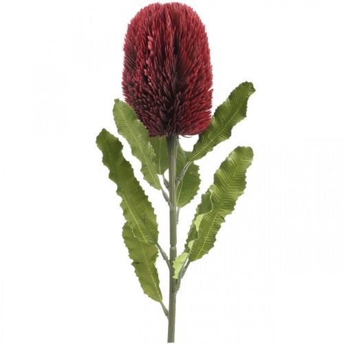 Floristik24 Kunstblume Banksia Rot Burgund Künstliche Exoten 64cm