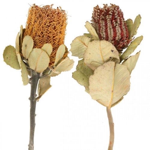 Banksia coccinea Trockenblumen Natur 10St