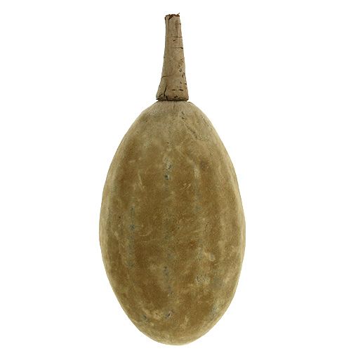 Baobab Frucht Natur 15cm - 20cm