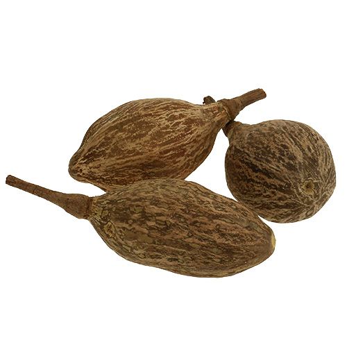 Floristik24 Baobab Frucht geschält 15cm - 20cm Natur 5 St