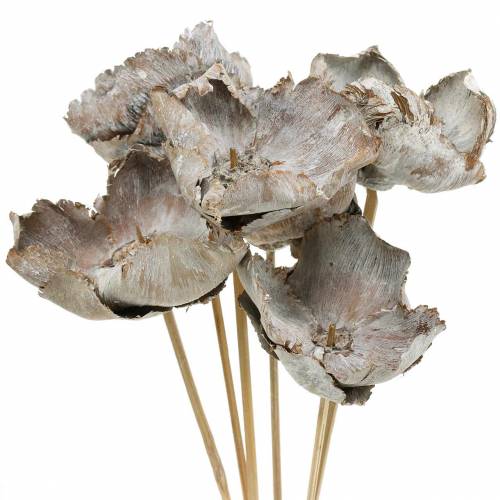 Artikel Palm Cup am Stiel weiß gewaschen 25 St.