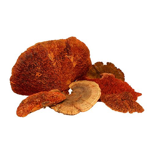 Floristik24 Baumschwamm Orange 1kg