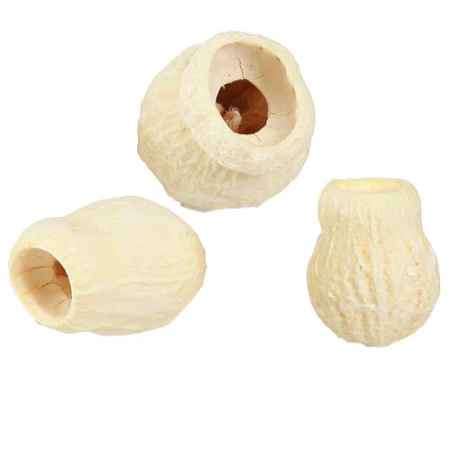 Bellgum getrocknet Glockenfrucht gebleicht  2,5-3,5cm 500g