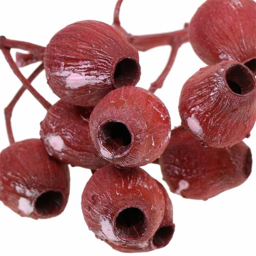 Bellgum Zweig 5cm - 7cm Rot gefrostet 20St
