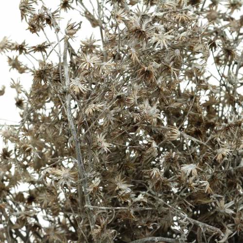 Artikel Trockenfloristik Wildblumenzweig Weiß gewaschen 60cm 100g