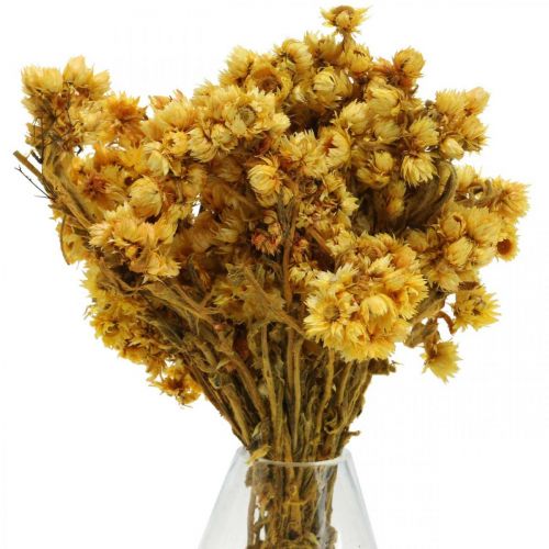 Artikel Mini Strohblume Gelb Trockenblumen Bund Trockenstrauß H20cm 15g