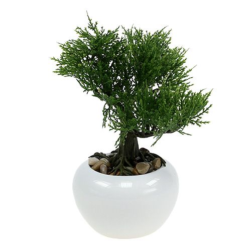 Floristik24 Bonsai Baum im Topf H20cm