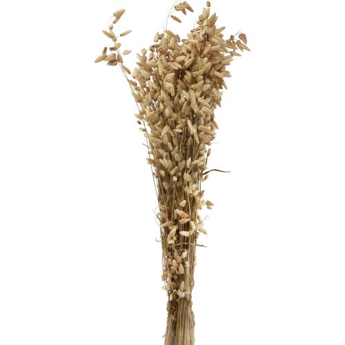Floristik24 Trockenblume Zittergras Natur Briza Ziergras 60cm 100g