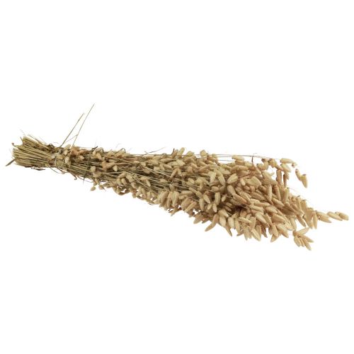 Floristik24 Trockenblume Zittergras Natur Briza Ziergras 60cm 100g